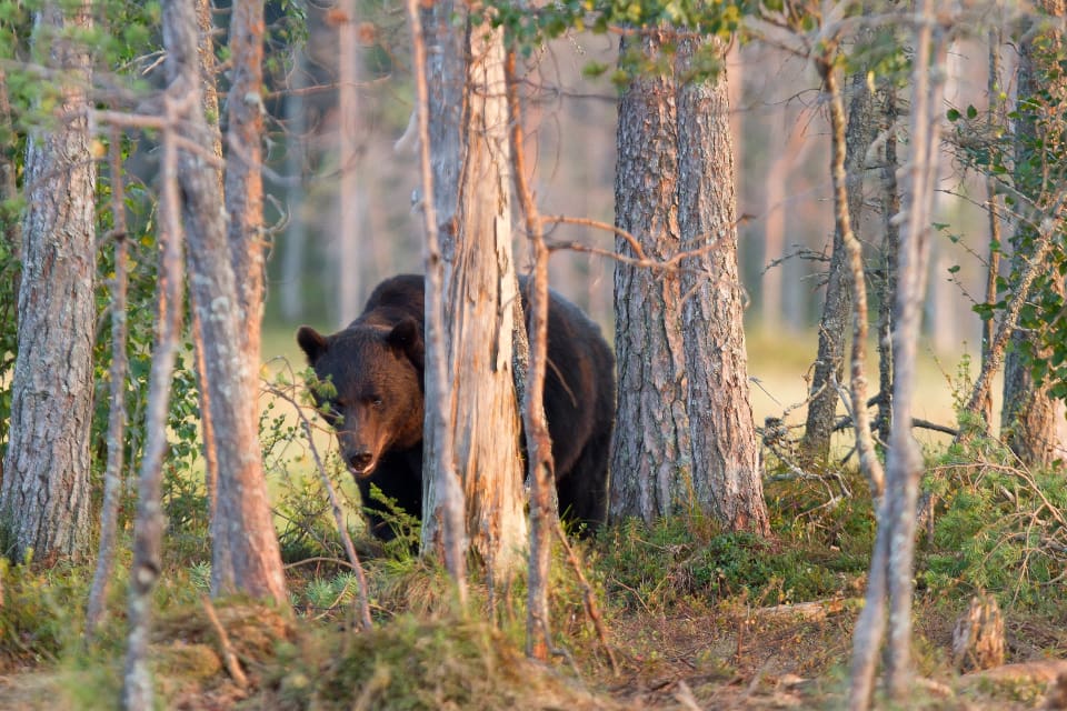 Är betesområdet björntätt hindras renarna från att följa vegetationens utveckling, vilket de normalt gör för att ha långvarig tillgång till bete under vår och sommar.