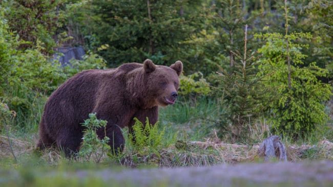 Den påkörda björnen avlivades av eftersöksjägare inte långt från olycksplatsen.