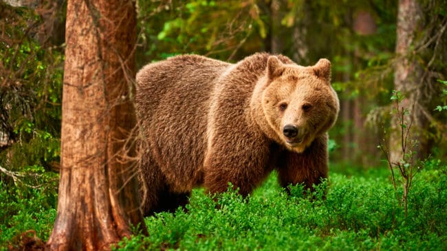 Licenskvoten för björnjakt i Jämtland höjs med 30 björnar till 100 sedan det visat sig att årets skyddsjakt blev mindre och att det finns cirka 850 björnar i länet. Målet är att Jämtland ska ha 650 björnar.