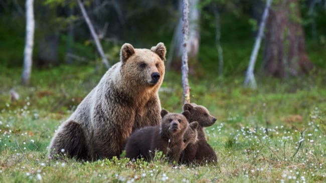 JRF Dalarna vill att totalt 150 björnar ska få fällas och att den begärda utökningen av jakten ska kunna bedrivas i hela länet utan områdesindelning.