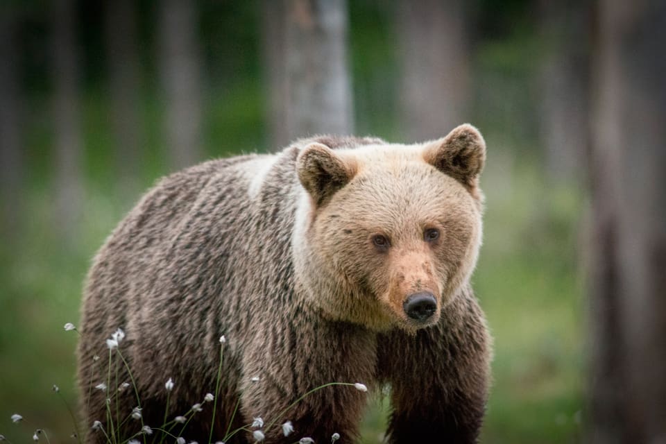 På björnjaktens tredje förmiddag återstod endast sex björnar i östra Gävleborg. Licensjakten går i rekordfart i länet även i år.