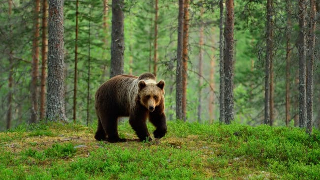 Det blev överskjutning med en björn på Värmlands licenskvot sedan två björnar fälldes inom loppet av en halvtimme på måndagsmorgonen utanför Höljes i norra Värmland. (Arkivbild)