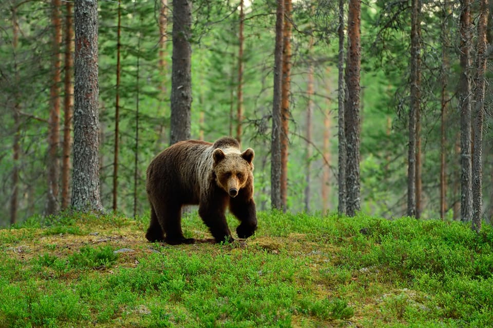 Det blev överskjutning med en björn på Värmlands licenskvot sedan två björnar fälldes inom loppet av en halvtimme på måndagsmorgonen utanför Höljes i norra Värmland. (Arkivbild)