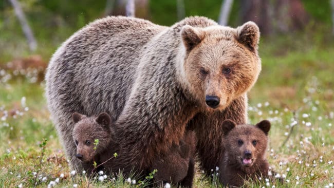Eftersom jaktkvoten i området var fylld, samt att björnhonan hade två ungar, utreds händelsen som grovt jaktbrott.
