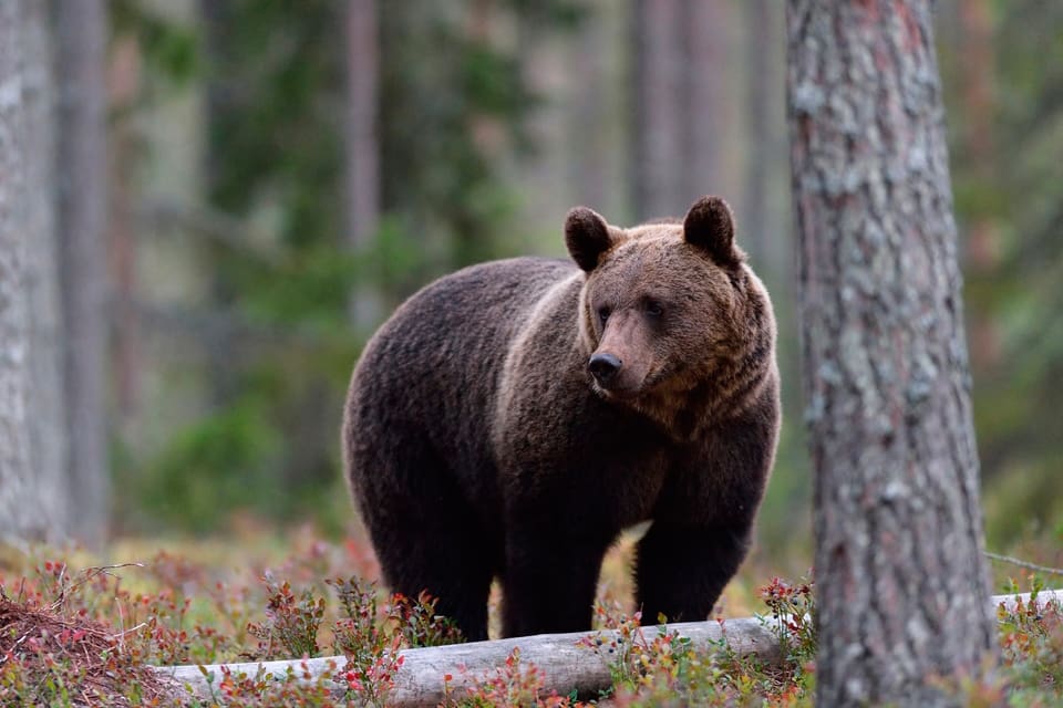 Över 50 björnar har fällts under skyddsjakt i år i renbetesområden i Jämtland, Västerbotten och Norrbotten.