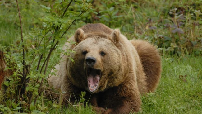 För att med hjälp av sprejen kunna freda sig från en björn krävs det att den är mycket närgången. Sprejen ska användas på fem-tio meters håll och i medvind.