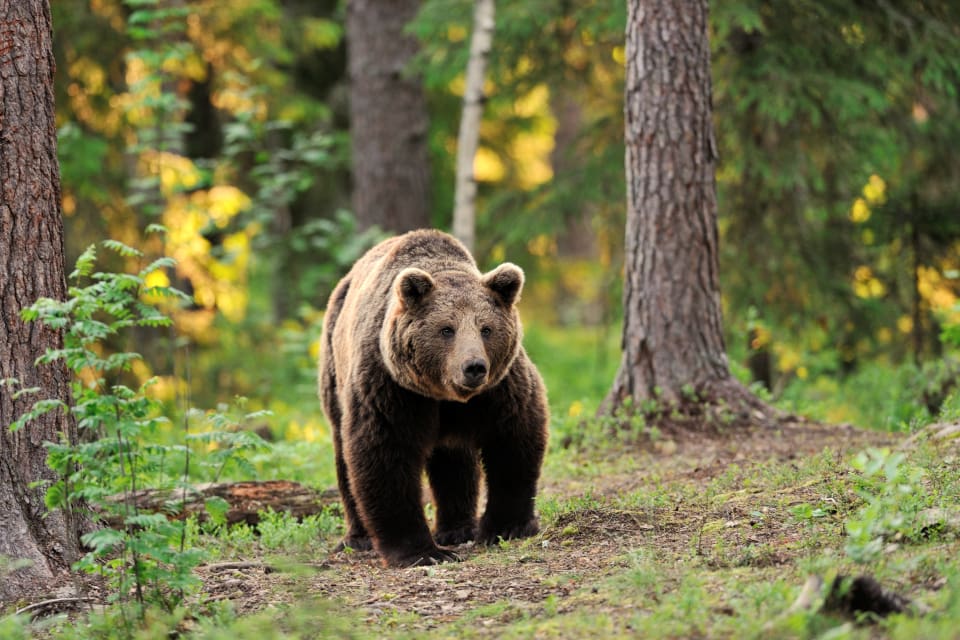 Utöver de 22 personer som har dödats av björn i östra Turkiet ska ett 100-tal personer ha skadats eller skrämts allvarligt vid björnmöten.