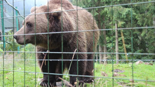 Den 4 augusti 2017 grävde sig två björnar i rovdjursparken in i ett hägn och dödade en 18-årig djurskötare. Nu räknar åklagaren med att ta beslut i åtalsfrågan i augusti. (arkivbild)