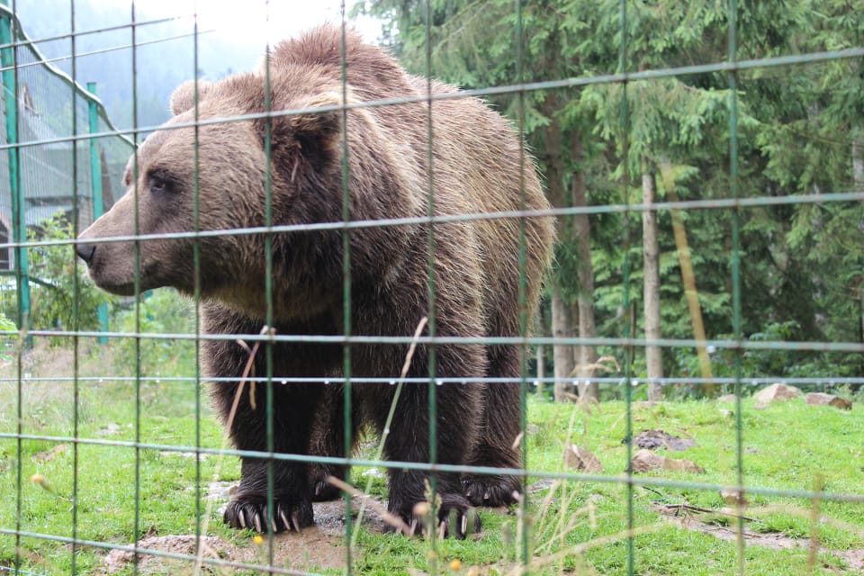 Den 4 augusti 2017 grävde sig två björnar i rovdjursparken in i ett hägn och dödade en 18-årig djurskötare. Nu räknar åklagaren med att ta beslut i åtalsfrågan i augusti. (arkivbild)