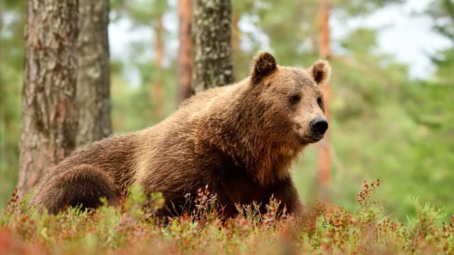 Björnstammen ökar i Norge. Inventeringen, med hjälp av DNA-analyser visar att det förra året var 138 björnar. De flesta är i närheten av gränsen och vistas troligen i grannländerna delar av året.