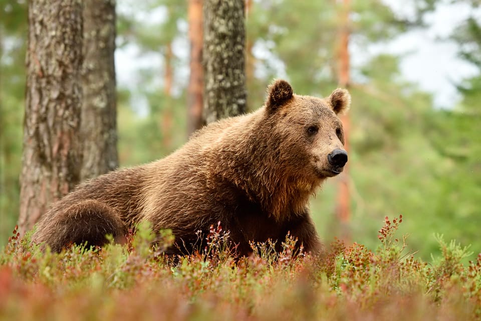 Björnstammen ökar i Norge. Inventeringen, med hjälp av DNA-analyser visar att det förra året var 138 björnar. De flesta är i närheten av gränsen och vistas troligen i grannländerna delar av året.