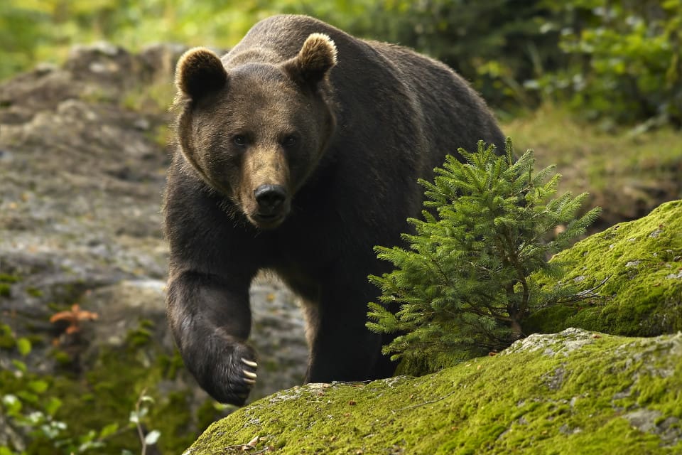 Björnarna har befunnit sig på och omkring tomter, såväl under dagtid som nattetid, i Los sedan slutet av april. (arkivbild)