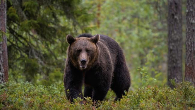 Fram till den 2 september får endast 11 av de 21 tilldelade björnarna i Västerbotten fällas under årets licensjakt.