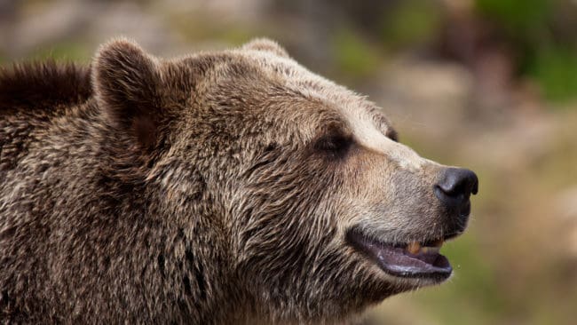 Tillsammans med årets skyddsjakter på 16 björnar räknar länsstyrelsen med att totalt 50 björnar kommer att fällas i Norrbotten i år.