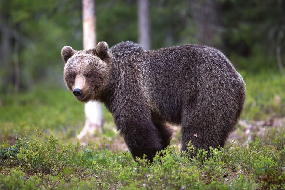 Det blir en honkvot under årets björnjakt i Dalarna, precis som förra året.