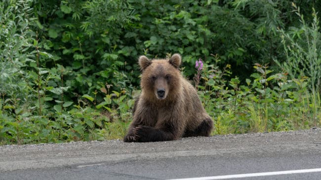 – Det är en olycklig slump att björnen har hamnat just där och inte lyckas ta sig därifrån, säger Peter Nilsson, rovdjurshandläggare på länsstyrelsen. (arkivbild)