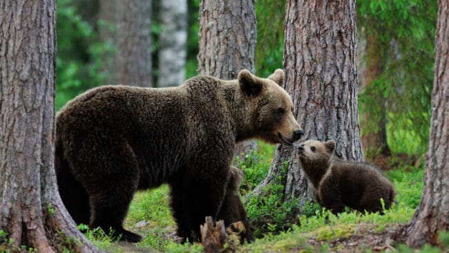Det finns cirka 1 800 björnar äldre än ett år och nästan 400 björnungar i Finland.