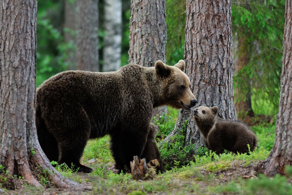 Det finns cirka 1 800 björnar äldre än ett år och nästan 400 björnungar i Finland.
