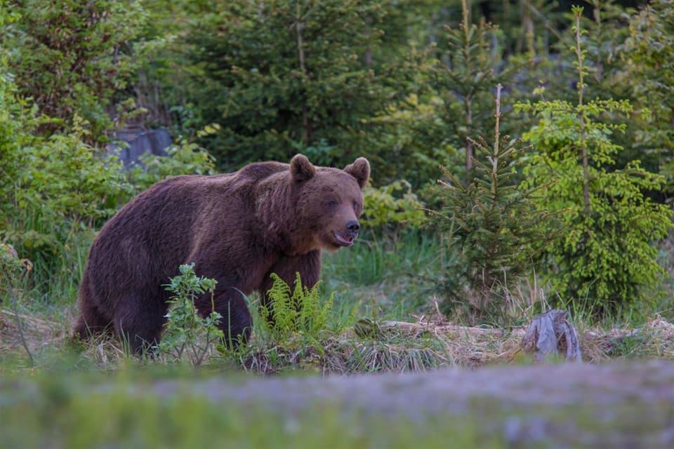 Årets licensjakt på björn är nu avlyst i hela Dalarna.