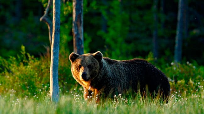 När andra omgången av årets björnjakt i Västerbotten startade samtidigt som älgjakten i morse fälldes tre björnar fram till 7-tiden. Den första björnen sköts av en älgjägare som satt på en åker och fick syn på en lufsande björn. (Arkivbild)