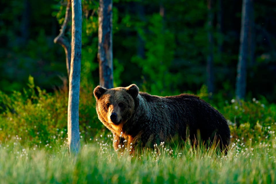 När andra omgången av årets björnjakt i Västerbotten startade samtidigt som älgjakten i morse fälldes tre björnar fram till 7-tiden. Den första björnen sköts av en älgjägare som satt på en åker och fick syn på en lufsande björn. (Arkivbild)