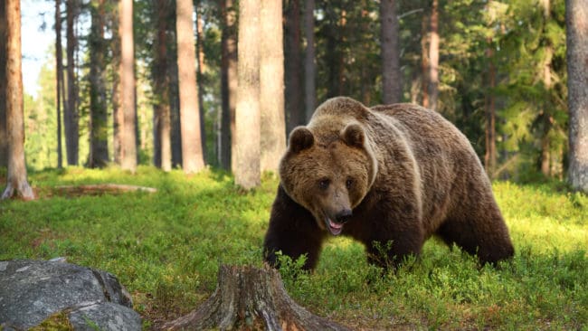Årets björnjakt i Västernorrland har flutit på bra. Nu är den avslutad.