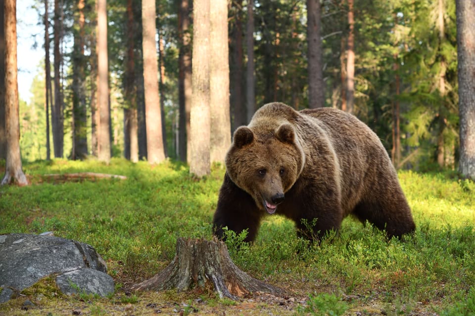Årets björnjakt i Västernorrland har flutit på bra. Nu är den avslutad.