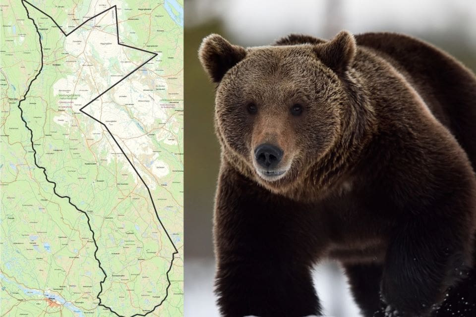 Skyddsjaktsområdet i Älvdalen där två björnar ställer till det för rennäringen.