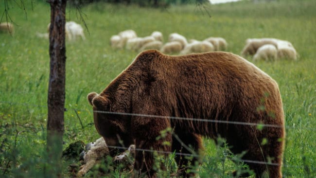 Efter sex veckors resultatlös jakt vill norrmän nu ta hjälp av drönare för att hitta slagbjörnen.