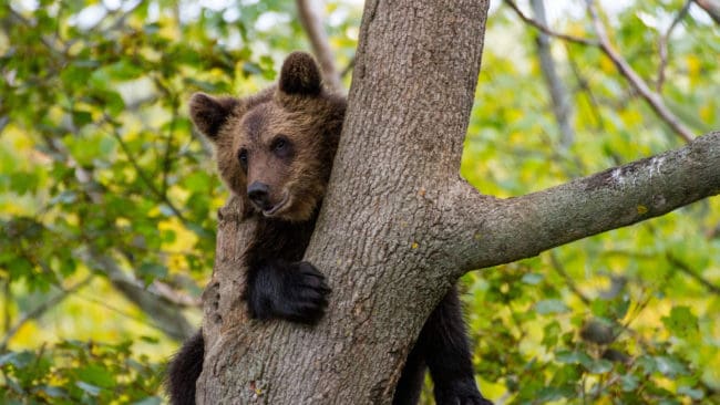 355 björnar får fällas under den kommande jaktsäsongen i Finland.