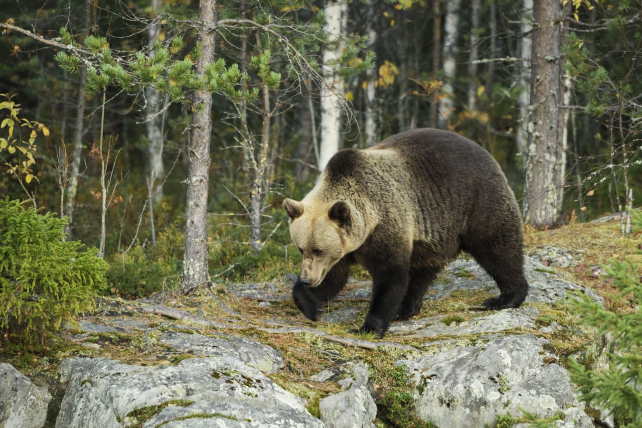 Björnjakten i Norrbotten ställs in.