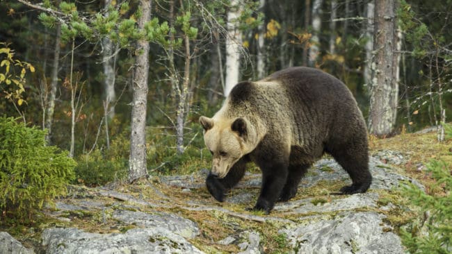 Björnjakten i Norrbotten ställs in.