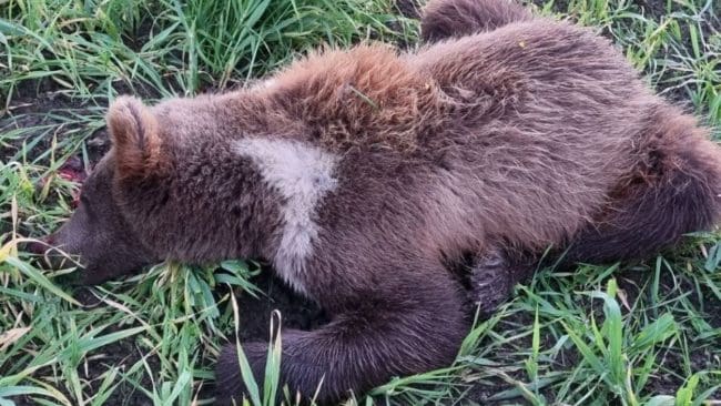 Den unga björn som fälldes under skyddsjakt i Gävleborg var en hane på 43 kg.