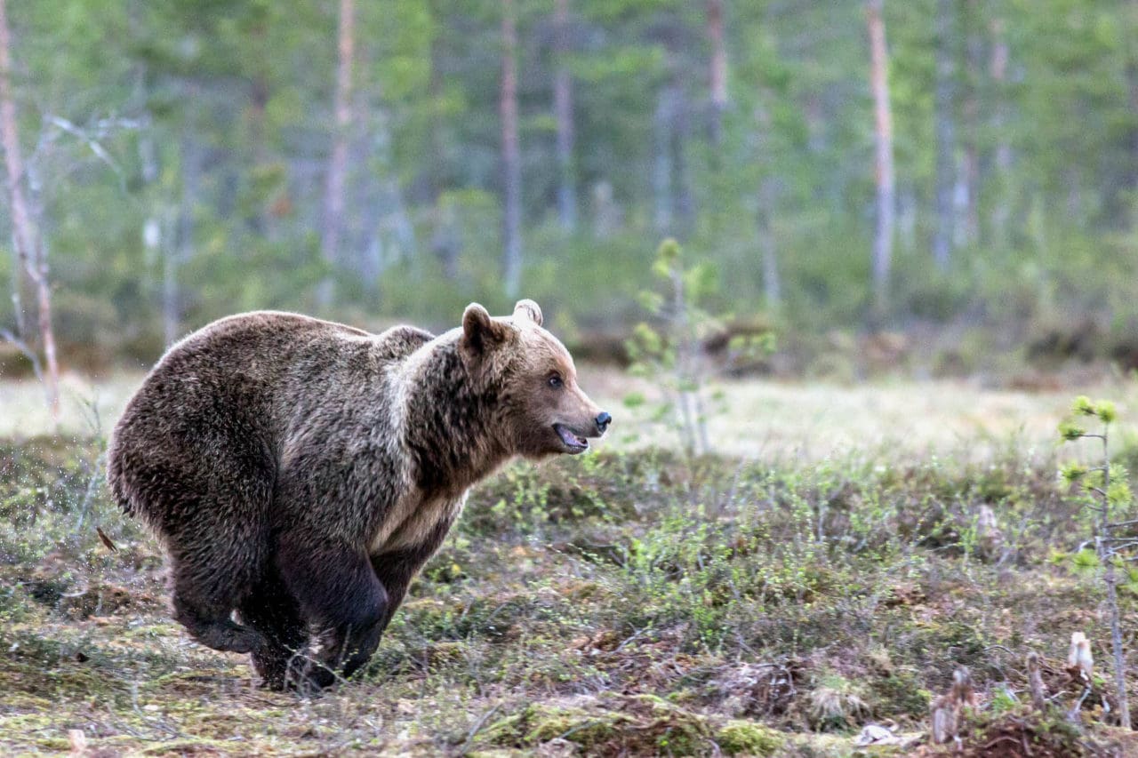 För att distrahera björnen slängde Anna tröjan bakom sig.