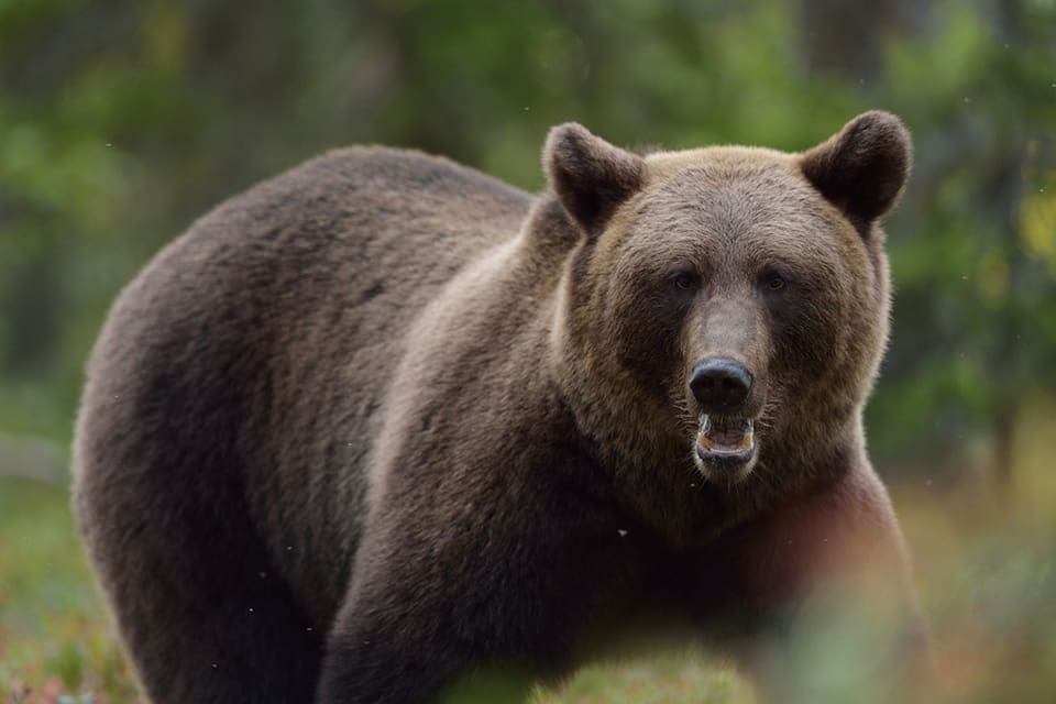 Två björnar har skjutits av jägare i nödvärn i helgen. En i Arjeplog och en i Örnsköldsvik.