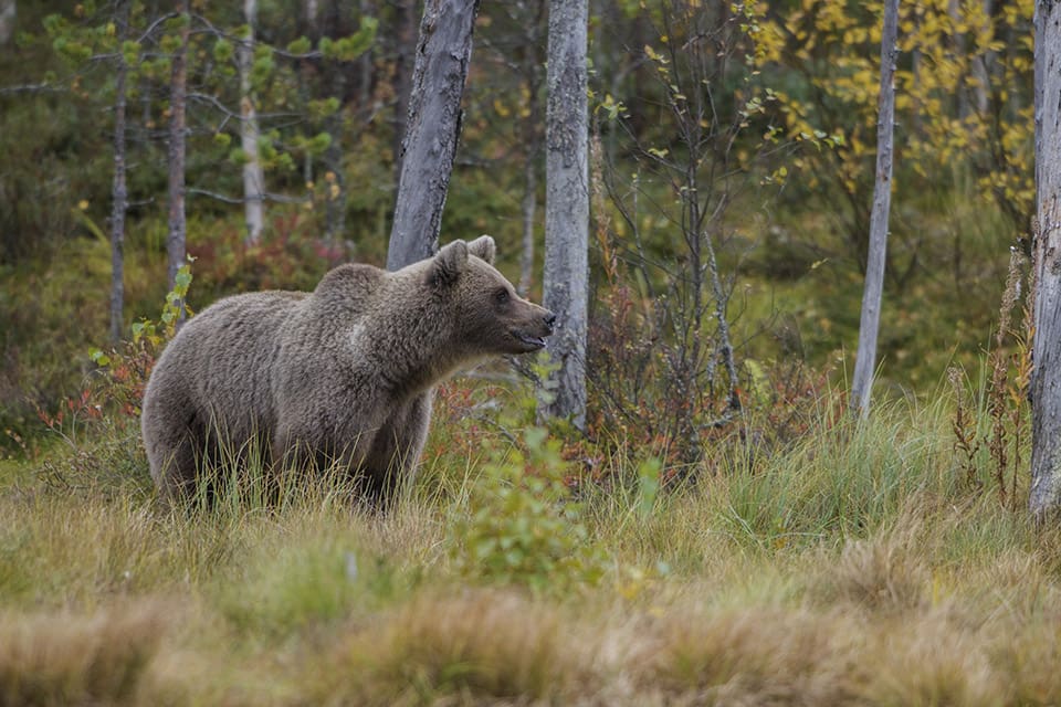 Två björnar är fällda i Västernorrlands län.