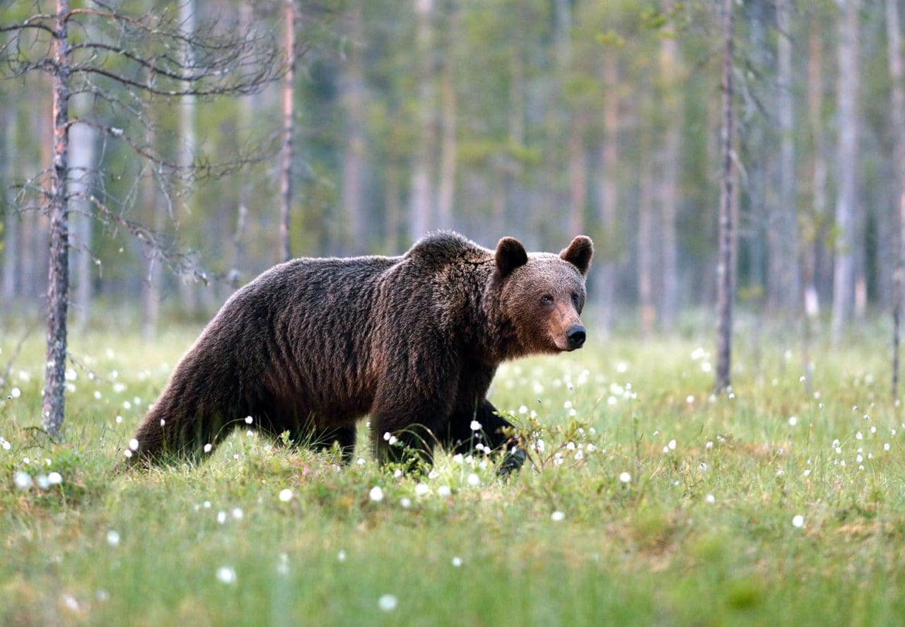 Två björnar får fällas i Värmland.