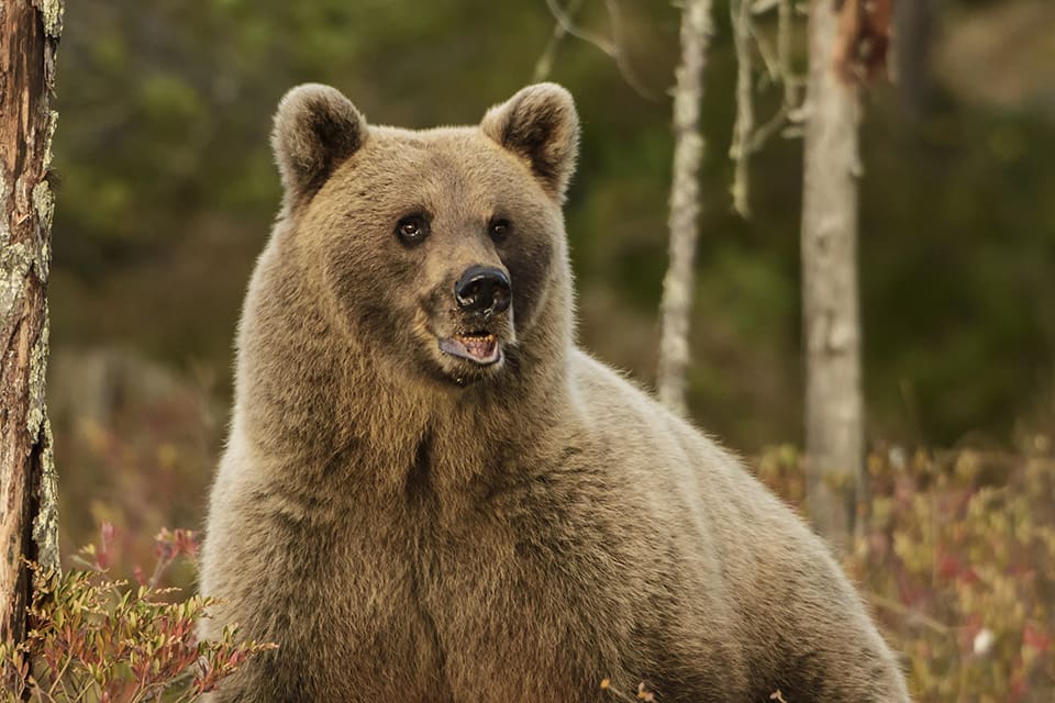 En björn som rotar i soporna och är orädd för människor utanför Umeå ska avlivas. (Arkivbild)