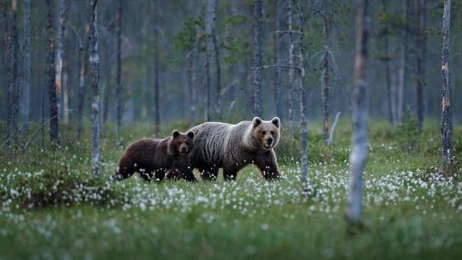 Björnarna rör sig mot kalvningsland i fjällen och Tåssåsens sameby har nu beviljats skyddsjakt på ytterligare två individer.