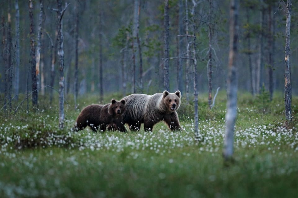 Björnarna rör sig mot kalvningsland i fjällen och Tåssåsens sameby har nu beviljats skyddsjakt på ytterligare två individer.