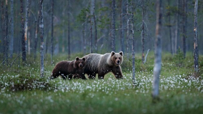 JRF kräver att björntilldelningen i Västerbotten ökas från 25 till 95 björnar.