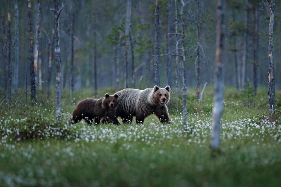 JRF kräver att björntilldelningen i Västerbotten ökas från 25 till 95 björnar.