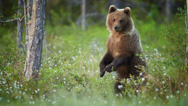 Efter tre dödsfall hittills i år kräver nu flera organisationer jakt på björn i Rumänien.