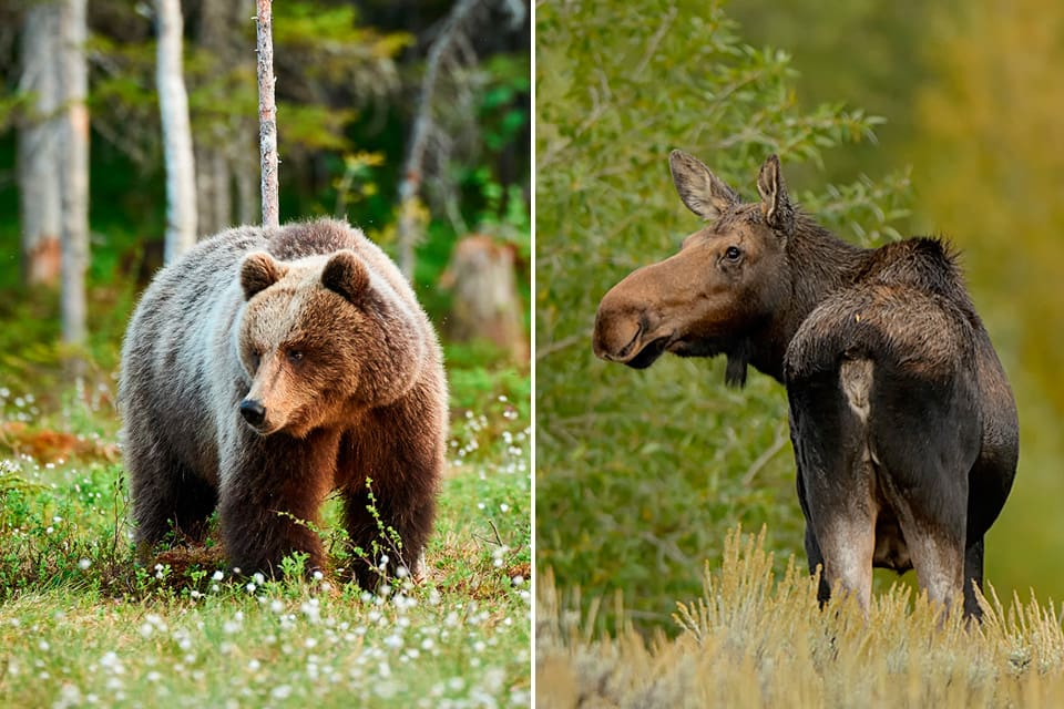 Viltförvaltningsdelegationen i Dalarna har beslutat att fastställa jakttider för älg för tre år framåt, att sänka fällavgifterna för älg och för att jakten på björn ska ha samma riktlinjer som förra året.