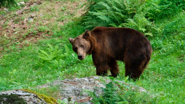 Tre björnar har skadat människor i italienska Alperna. Senast skadades en polis. Samtliga björnar har efter attackerna sövts och försetts med sändarhalsband. Ett skyddsprogram gör att farliga björnar inte avlivas. (Arkivbild)