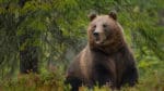 Skogsbränderna i Dalarna och Gävleborg kommer på sikt att gynna björnstammen eftersom det kommer att växa mer blåbär i askan på brandområdena.
