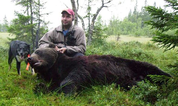 Bjässe. Den 220 kilo tunga björnen som fälldes av Johan Gummås. Det är första björnen som fällts för laikan, som drev björnen mot passkytten.