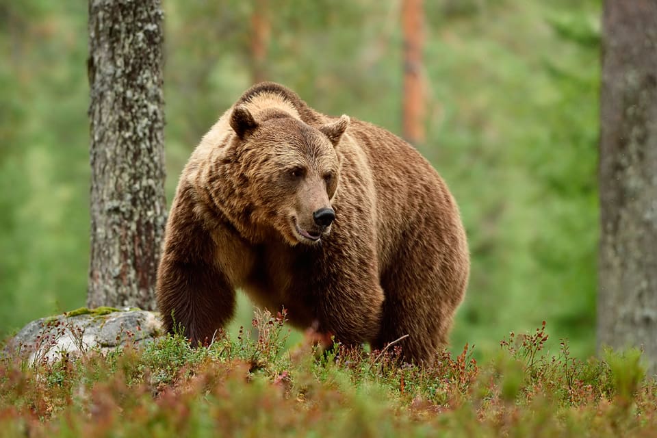 I år blir det licensjakt på 20 björnar i Norrbotten. Den rekordstora skyddsjakten på björn i år har gjort att licenskvoten bantats med 14 björnar, jämfört med förra året.