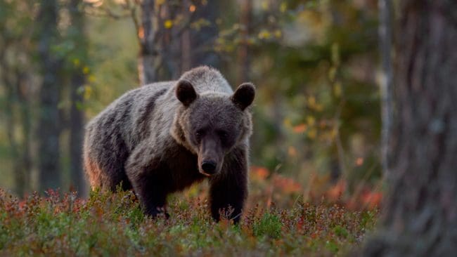 Ekot har tagit del av siffror på hur jägarna har skött sig under årets licensjakt på björn. Och det går definitivt åt rätt håll.