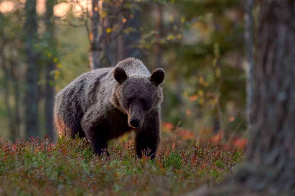 Ekot har tagit del av siffror på hur jägarna har skött sig under årets licensjakt på björn. Och det går definitivt åt rätt håll.